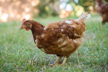 Chicken closeup