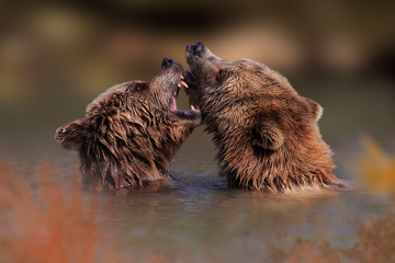  Braunbär (Ursus arctos) spielen im Wasser