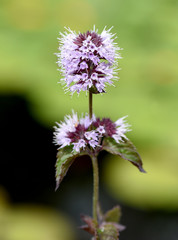 Wasserminze, Mentha aquatica