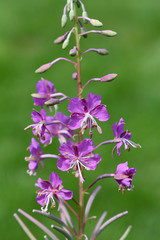 Weidenroeschen, Epilobium, angustifolium