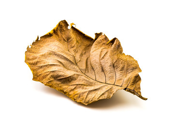Naklejka premium Texture of Dry Teak Leaf