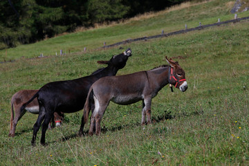 Zwei Hausesel  (Equus asinus asinus) auf Weide