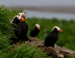 Tufted Puffin on the Commander islands