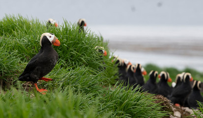Tufted Puffin on the Commander islands