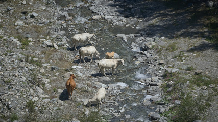 Alpeggio in Val Varaita - Cuneo Piemonte (Italy)