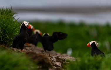 Tufted Puffin on the Commander islands