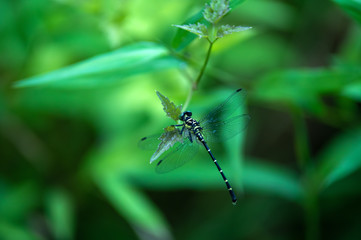 夕方のオジロサナエ