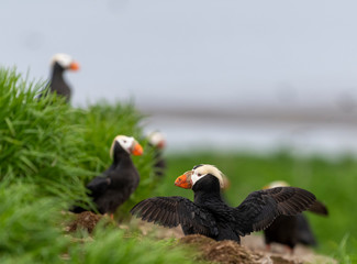 Tufted Puffin on the Commander islands