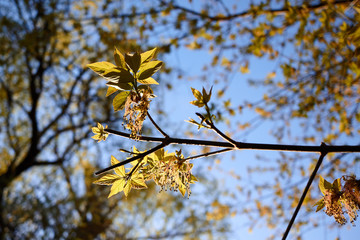 Close up of the flowering Acer negundo, box elder, boxelder maple, ash-leaved maple, maple ash, elf, ashleaf or Manitoba elder at sunset