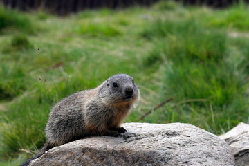 Naklejka na ściany i meble Murmeltiere (Marmota marmota) Alpenbewohner, Eurasien, Nordamerika