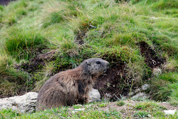  Murmeltiere (Marmota marmota) Alpenbewohner, Eurasien, Nordamerika