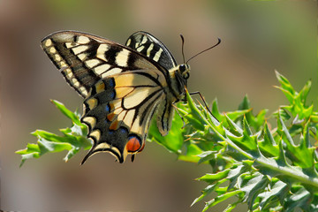 Schwalbenschwanz (Papilio machaon) Schmetterling auf grünem Blatt