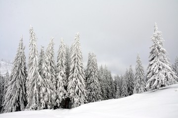 winter landscape with pine forest covered with snow