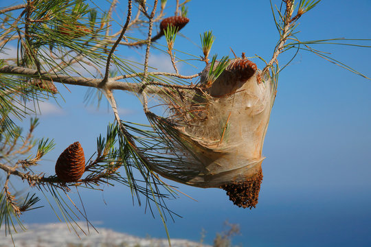 Nest der Kiefern Prozessionsspinner Raupen (Thaumetopoea pinivora)  