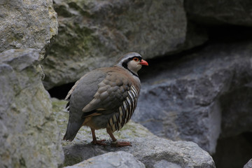 Steinhuhn (Alectoris graeca) in den Alpen