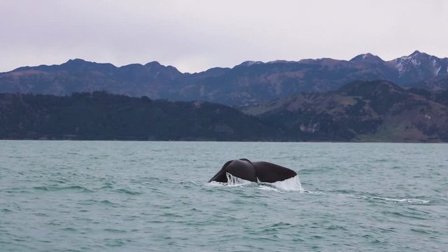 Sperm Whale Diving in Seas of Kaikoura, New Zealand
