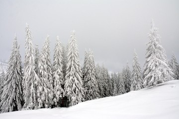 Naklejka premium a fir forest in winter