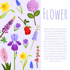 Floral or garden flowers summer poster vector illustration. Nature flower design with tender violet floral background. Plants and garden flowers with text and typography.