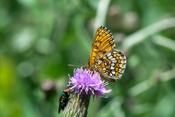butterfly on flower