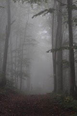 Forest fogg mistical dark trees