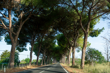 Scenic driving on new via Appia road S7 with high green  mediterranean pine trees connected Rome, Latina and Terracina