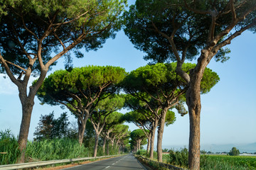 Fototapeta na wymiar Scenic driving on new via Appia road S7 with high green mediterranean pine trees connected Rome, Latina and Terracina