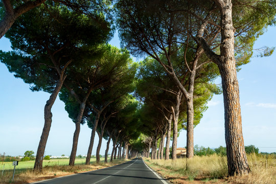 Scenic driving on new via Appia road S7 with high green  mediterranean pine trees connected Rome, Latina and Terracina