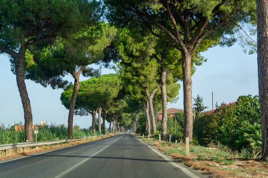 Scenic driving on new via Appia road S7 with high green  mediterranean pine trees connected Rome, Latina and Terracina