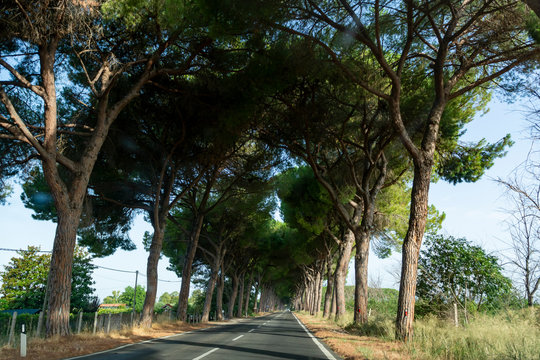 Scenic driving on new via Appia road S7 with high green  mediterranean pine trees connected Rome, Latina and Terracina