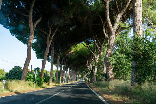 Scenic driving on new via Appia road S7 with high green  mediterranean pine trees connected Rome, Latina and Terracina