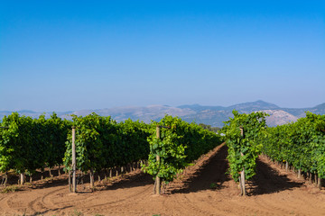 Fototapeta na wymiar Vineyard with growing red wine grapes in Lazio, Italy