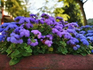 Obraz premium Beautiful blue flowers in the flower bed