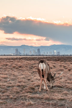 Deer against a background of Denver skyline