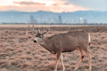 Deer against a background of Denver skyline