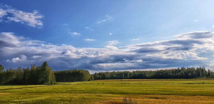 summer field, forest on the horizon and clouds