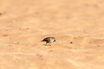 A sociable weaver bird - Philetairus socius- walking in the red sand of the Namibian Desert, near Sesriem.