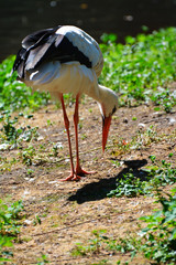 white stork in the grass