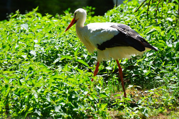 Elegant white stork in the green meadow