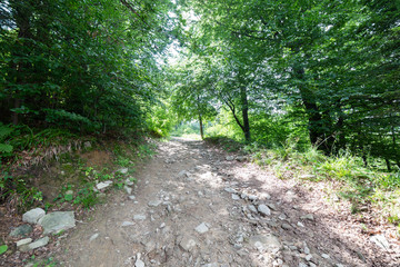 Mountain trail in Polish Beskid Mountains to Jaworzyna Krynicka near Krynica in Poland