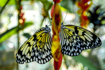 A Butterfly from the Philippines, shot in Bohol Island near a forest