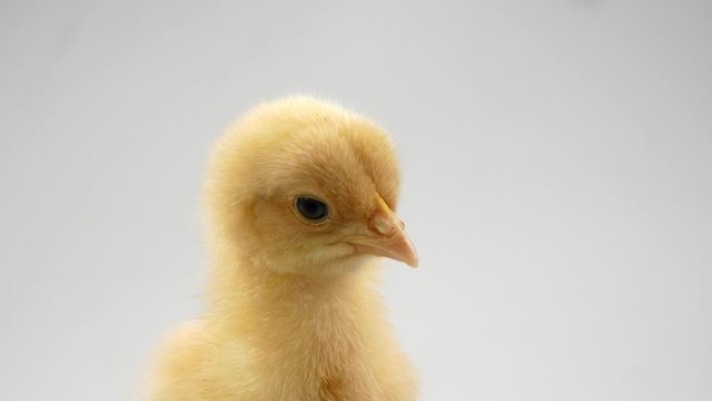 chick on a white background Agriculture, farm and Livestock Concept