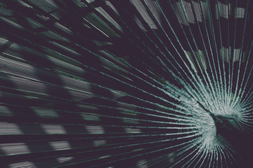 Palm leaf. Toned image. Dark botanical background