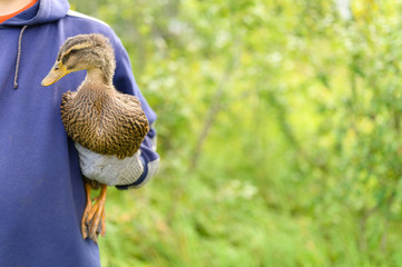 Duck in the hands of a farmer in the garden