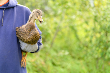Duck in the hands of a farmer in the garden