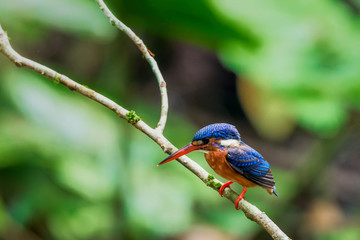 Blue-eared Kingfisher (Alcedo meninting) perched and resting