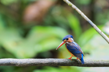 Blue-eared Kingfisher (Alcedo meninting) perched and resting