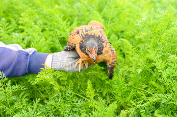 Chicken in the hands of a farmer in the garden