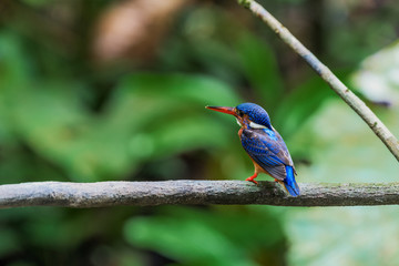 Blue-eared Kingfisher (Alcedo meninting) perched and resting