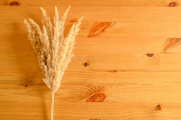 bunch of ears poaceae pampas grass on wooden background
