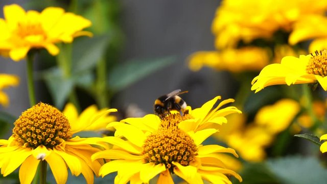 On a warm summer day, a bumblebee collects pollen on a yellow flower.